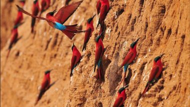 Learn Chibemba Online – Level 1 Learn Chibemba Online – Level 1